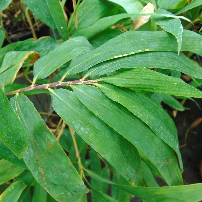 Semiarundinaria fastuosa - Bambú (Follaje)