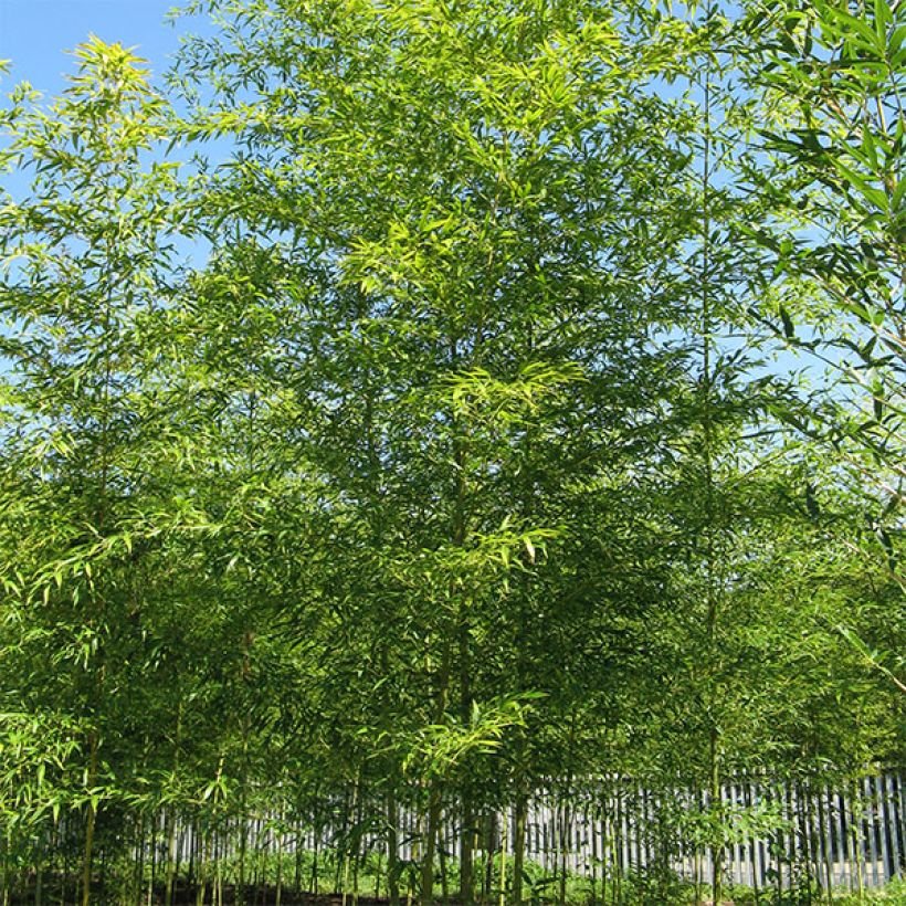 Semiarundinaria fastuosa Viridis - Bambú (Porte)