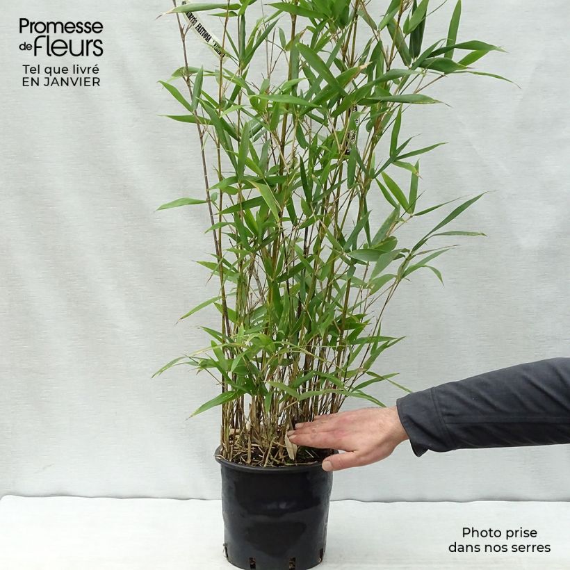 Semiarundinaria fastuosa Viridis - Bambou Pot de 4L/5L Ejemplar entregado en invierno