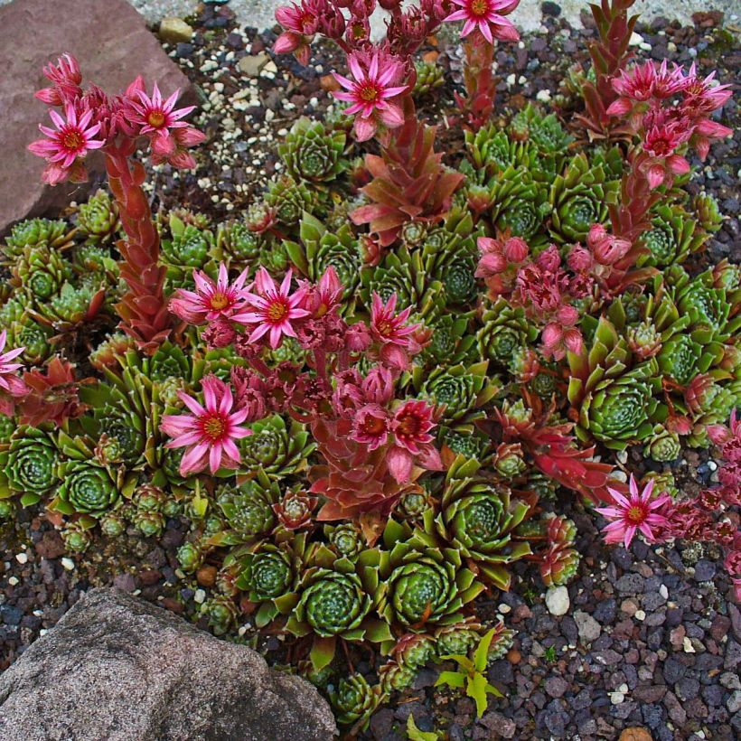 Sempervivum Alpha (Porte)