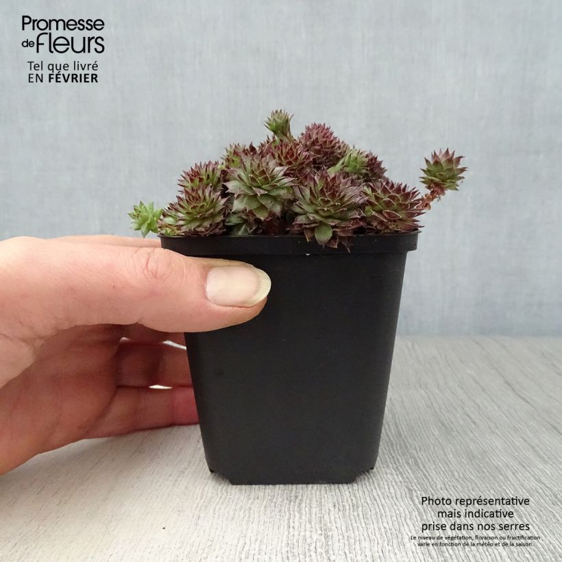 Sempervivum Bronco - Joubarbe hybride  Godet de 8/9 cm Ejemplar entregado en invierno