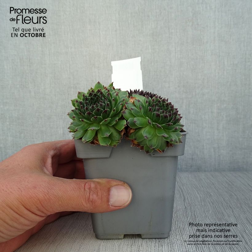 Ejemplar de Sempervivum Chick Charms Appletini - Joubarbe Pot de 10 cm/11cm entregado en otoño