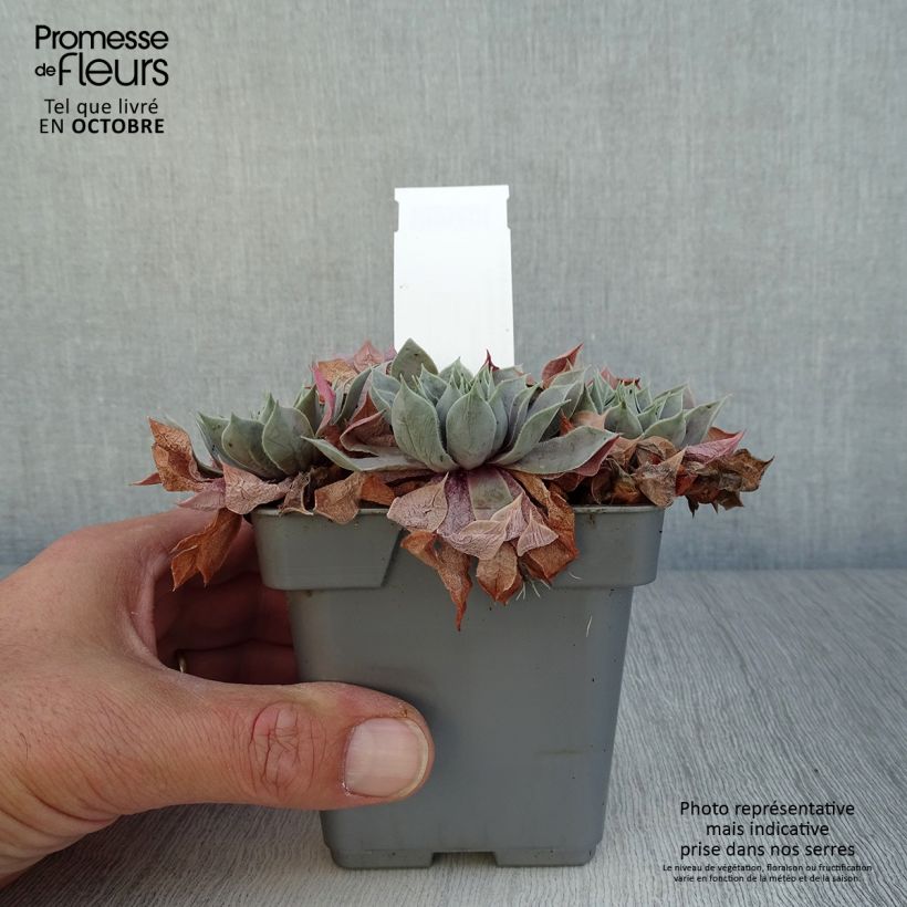 Ejemplar de Sempervivum Chick Charms ® Berry Blues - Joubarbe bleue violacée Pot de 10 cm/11cm entregado en otoño