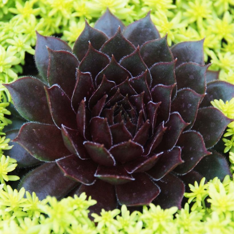 Sempervivum Chick Charms Bing Cherry (Porte)