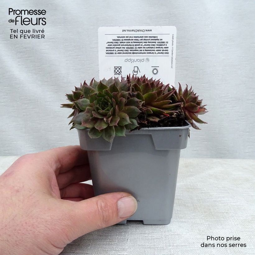 Sempervivum Chick Charms ® Bing Cherry - Joubarbe bourgogne Pot de 10 cm/11cm Ejemplar entregado en invierno