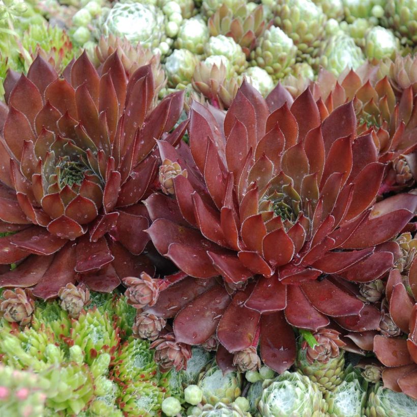 Sempervivum Chick Charms Cherry Berry (Follaje)