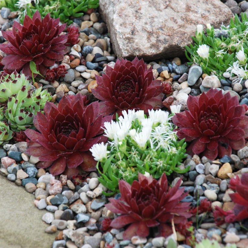 Sempervivum Chick Charms Cherry Berry (Porte)