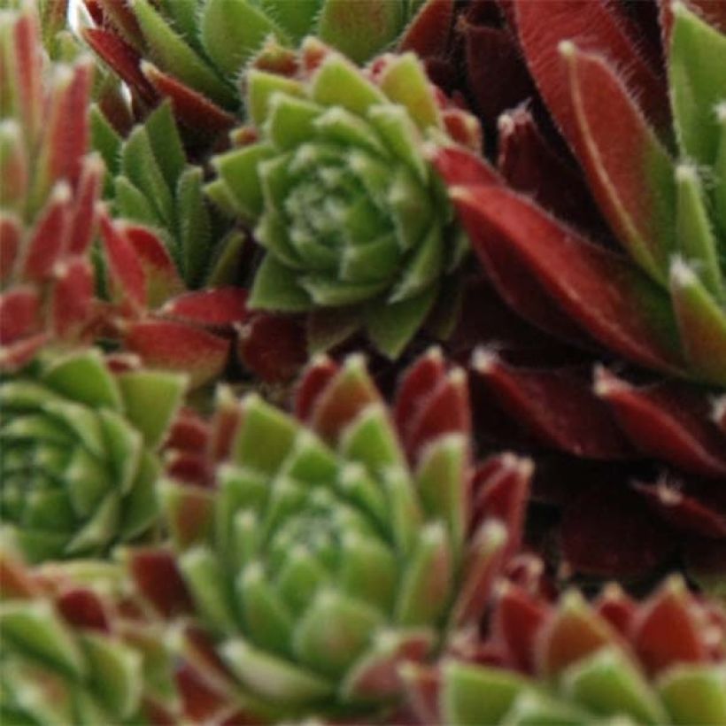 Sempervivum Chick Charms Cinnamon Starbust (Follaje)