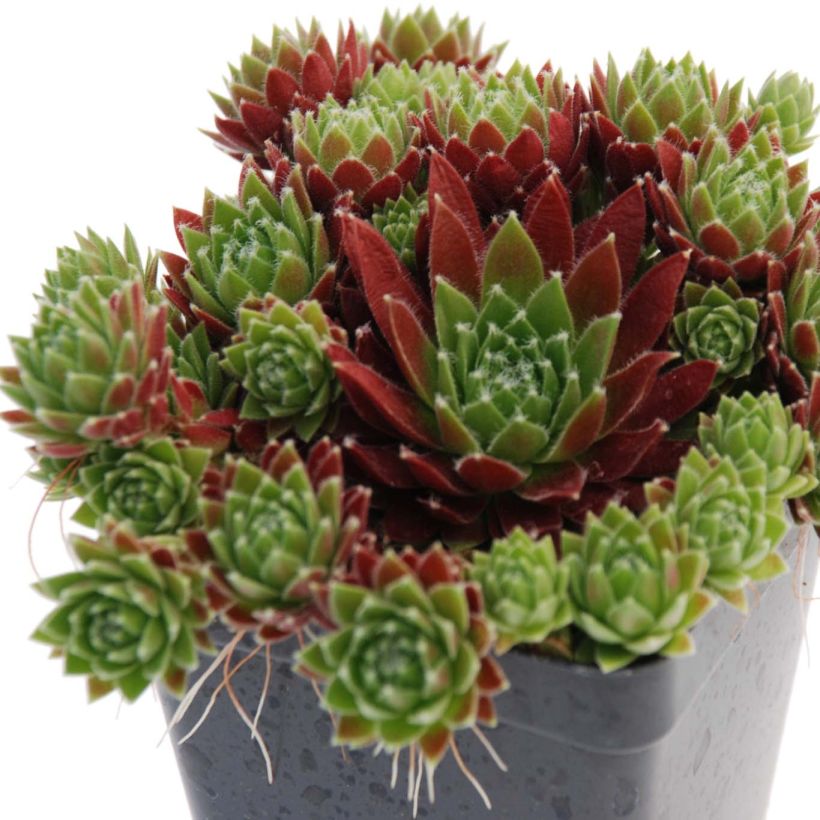 Sempervivum Chick Charms Cinnamon Starbust (Porte)