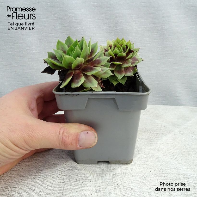 Sempervivum Chick Charms ® Cranberry Cocktail - Joubarbe pourpre sombre pointé de vert Pot de 10 cm/11cm Ejemplar entregado en invierno