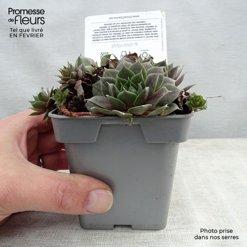 Sempervivum Chick Charms Plum Perfect  - Joubarbe Pot de 10 cm/11cm Ejemplar entregado en invierno