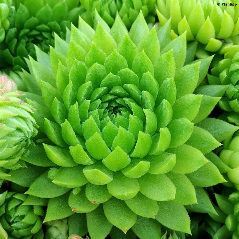 Sempervivum Chick Charms Key Lime Kiss (Follaje)