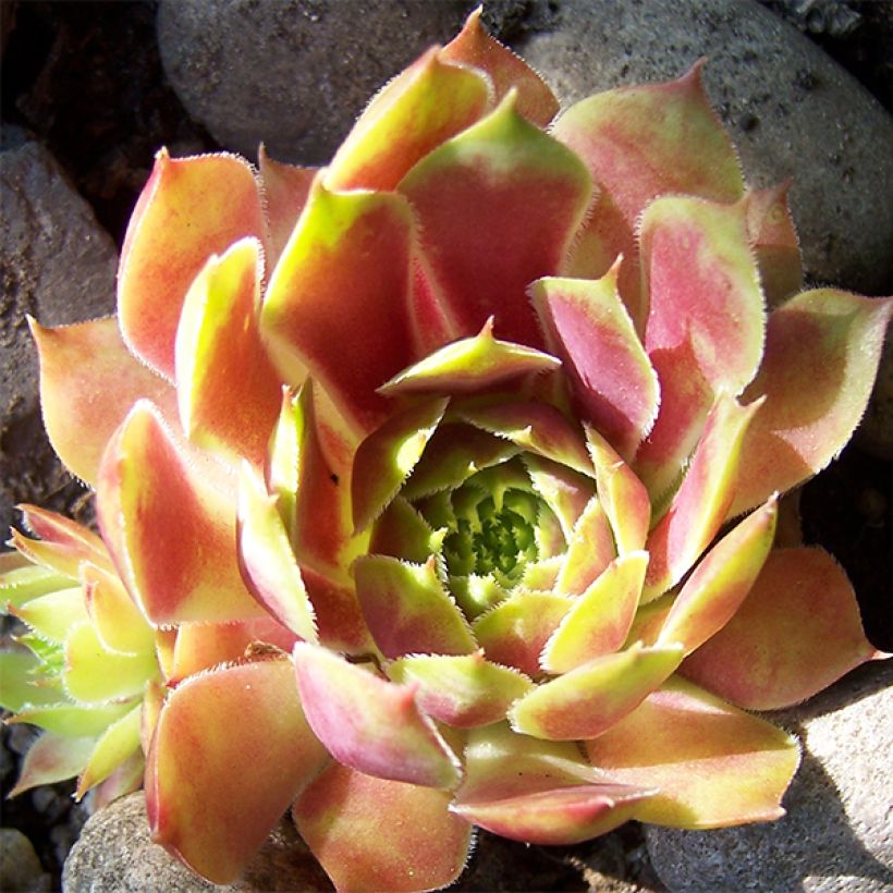 Sempervivum Commander Hay (Floración)