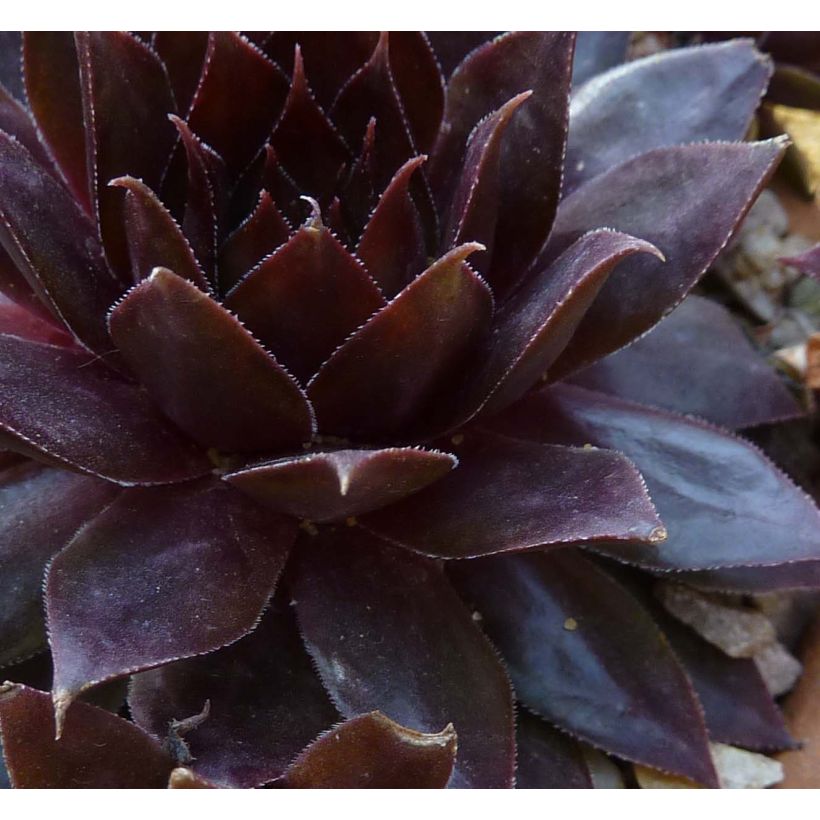 Sempervivum Dark Beauty (Follaje)