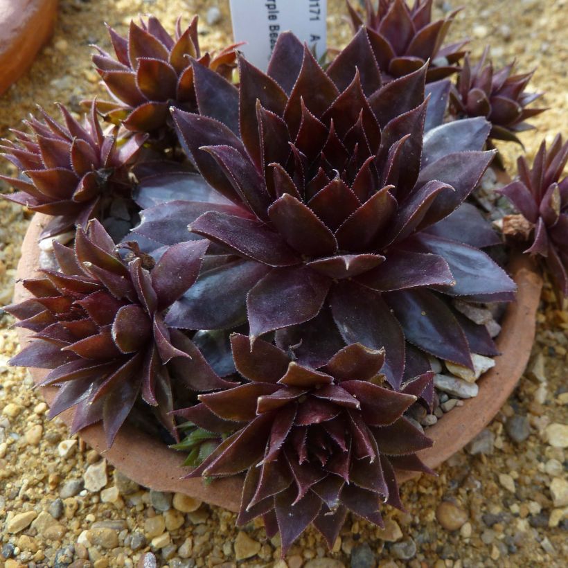 Sempervivum Dark Beauty (Porte)