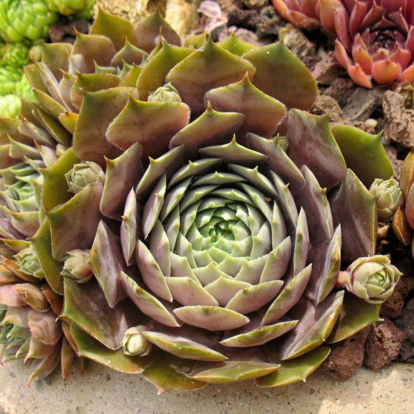 Sempervivum Feldmaier (Follaje)