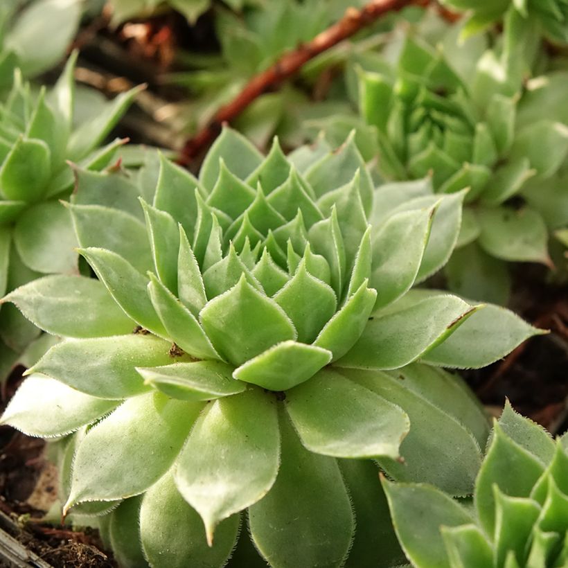 Sempervivum Gay Jester (Follaje)