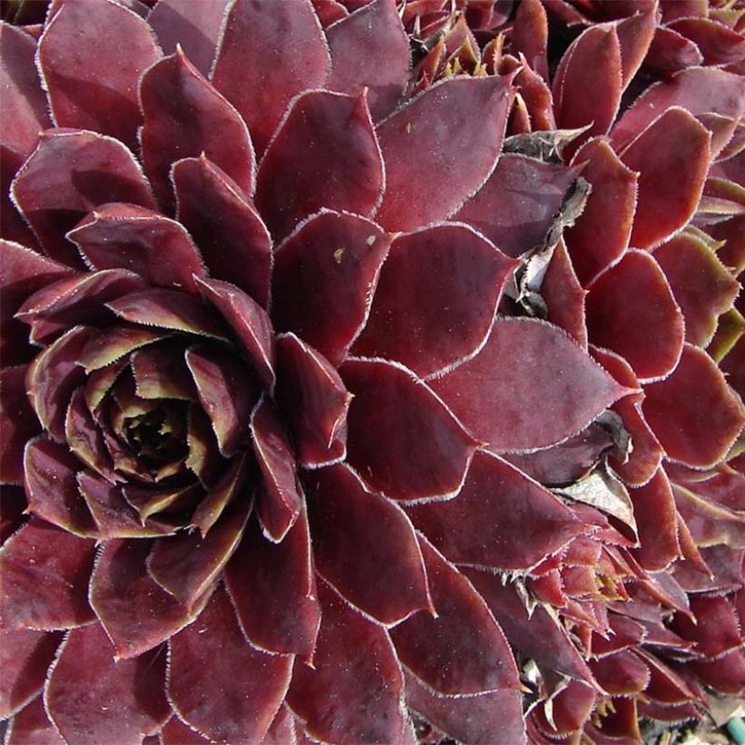 Sempervivum Granat (Floración)