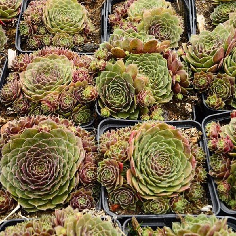 Sempervivum Granat (Porte)