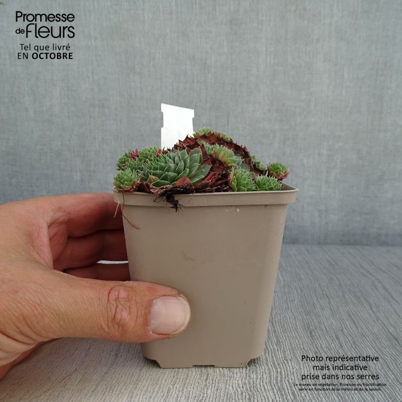 Ejemplar de Sempervivum Granat - Joubarbe hybride poupre et vert amande Godet de 8/9 cm entregado en otoño