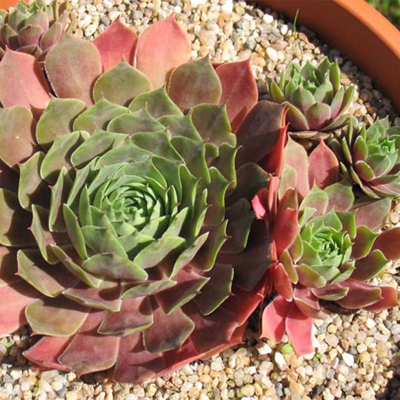 Sempervivum Othello (Floración)