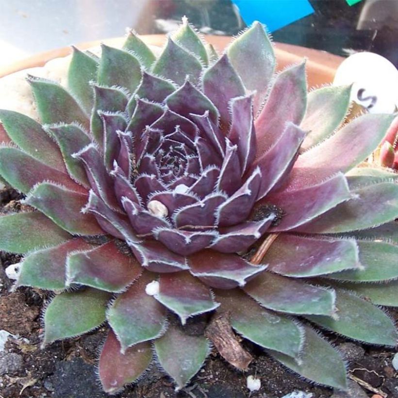 Sempervivum Pilatus (Floración)