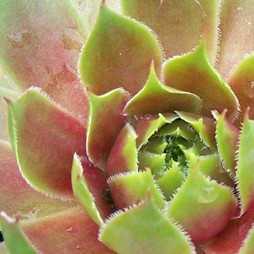 Sempervivum Pseudo-ornatum (Follaje)