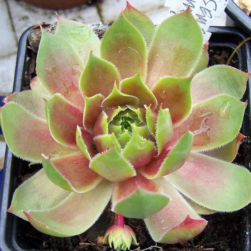 Sempervivum Pseudo-ornatum (Porte)