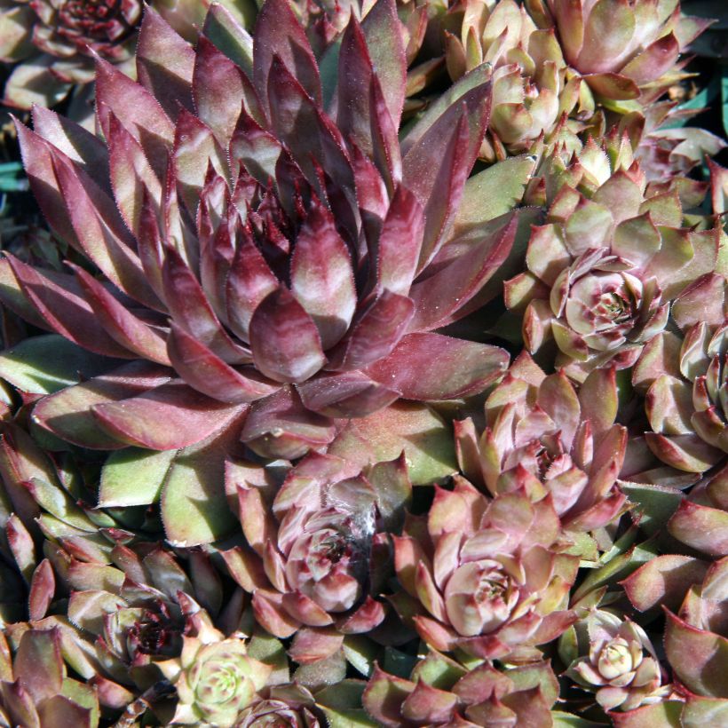 Sempervivum Purple Beauty (Follaje)