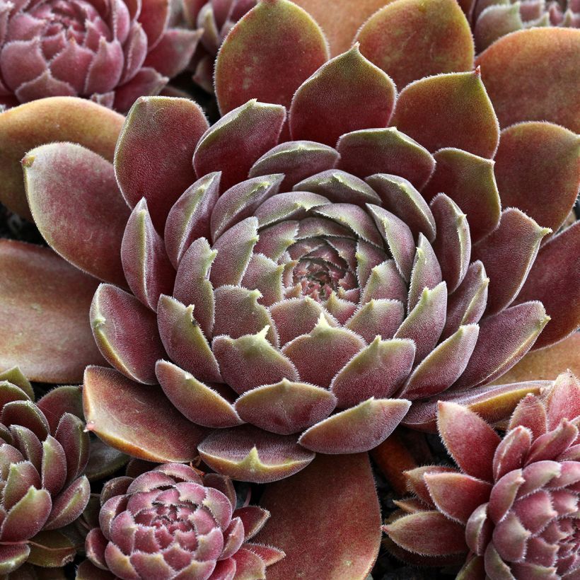 Sempervivum Rauher Kulm (Follaje)