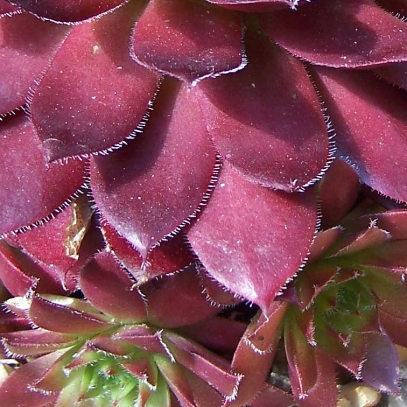 Sempervivum Rubin (Follaje)