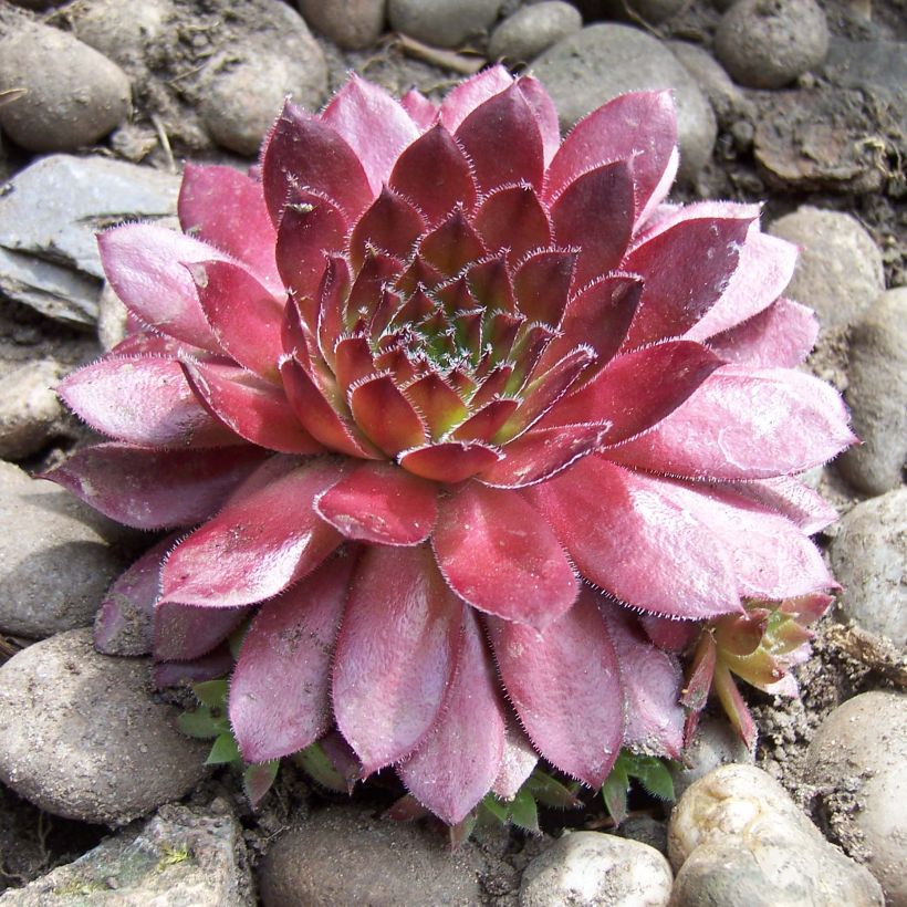 Sempervivum Rubin (Porte)