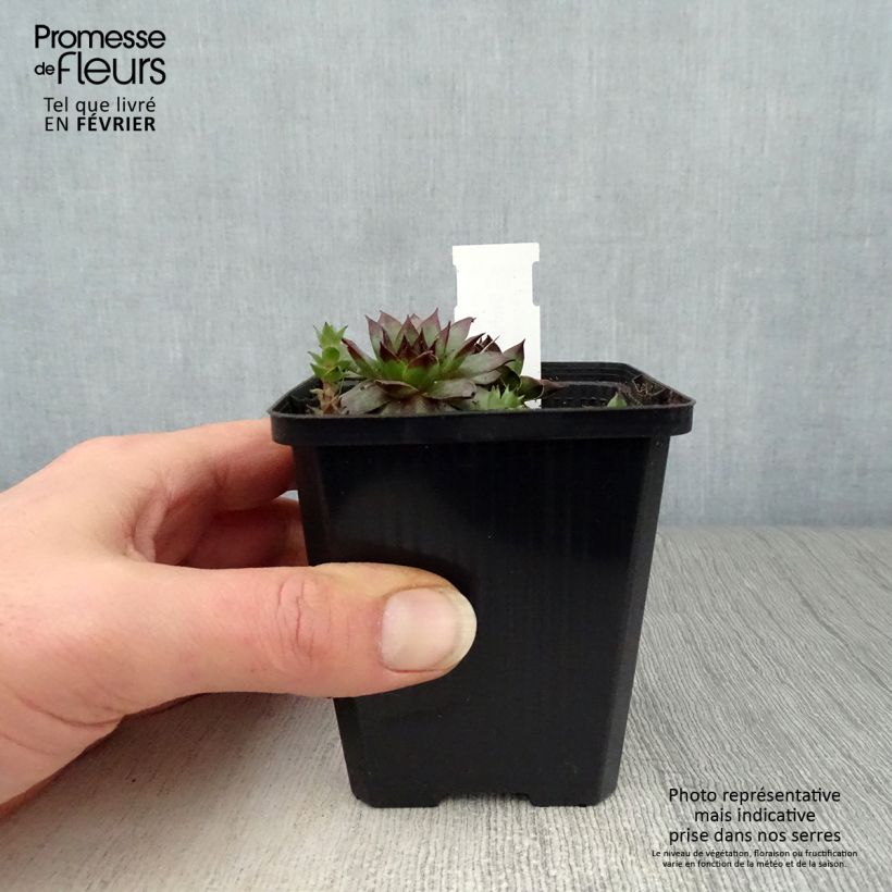 Sempervivum Rubin - Joubarbe pourpre clair Godet de 9cm Ejemplar entregado en invierno