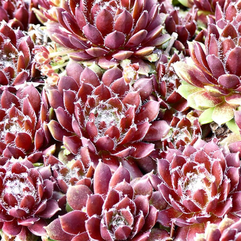 Sempervivum Silberkarneol (Follaje)