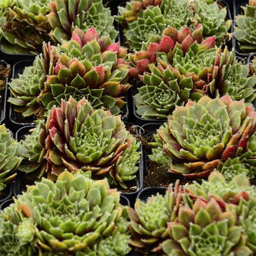 Sempervivum erythraeum Red Velvet (Follaje)