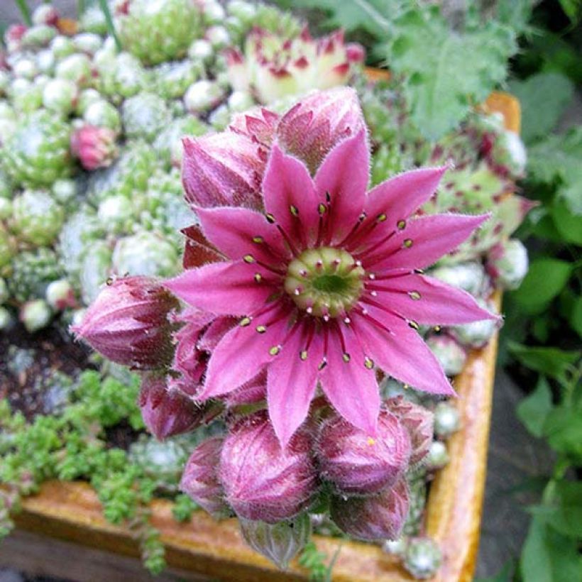 Sempervivum arachnoideum  de arañas (Floración)