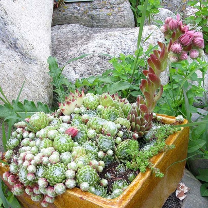 Sempervivum arachnoideum  de arañas (Porte)