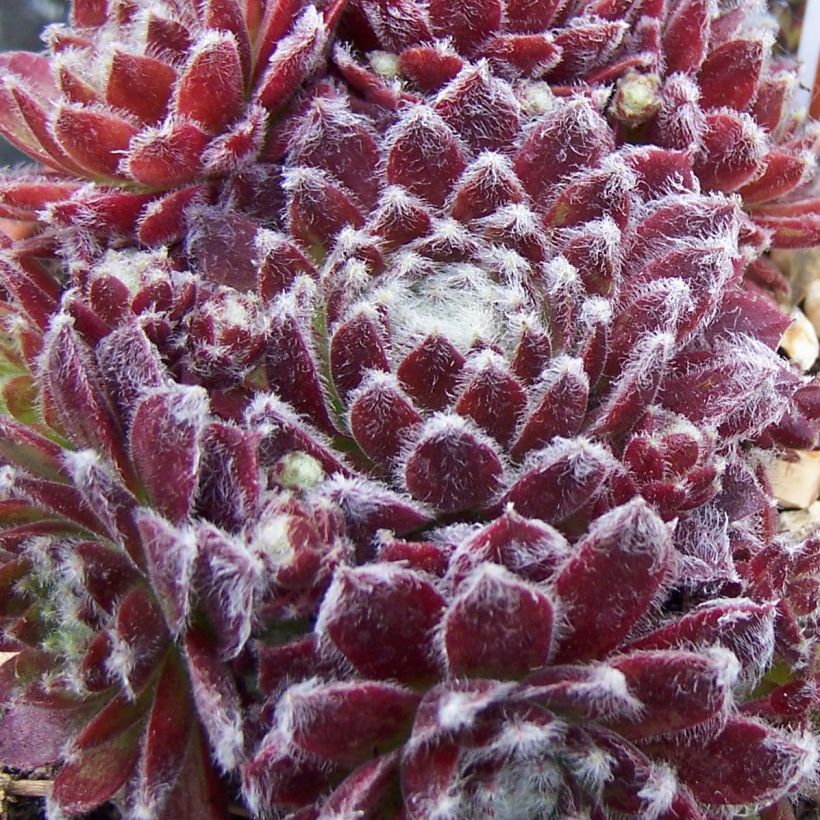 Sempervivum arachnoideum Rubrum  de arañas (Follaje)