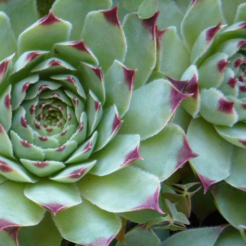 Sempervivum calcareum (Follaje)