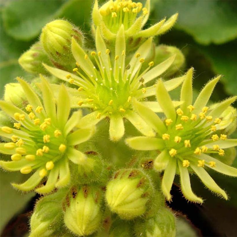 Sempervivum ciliosum var. borisii (Floración)