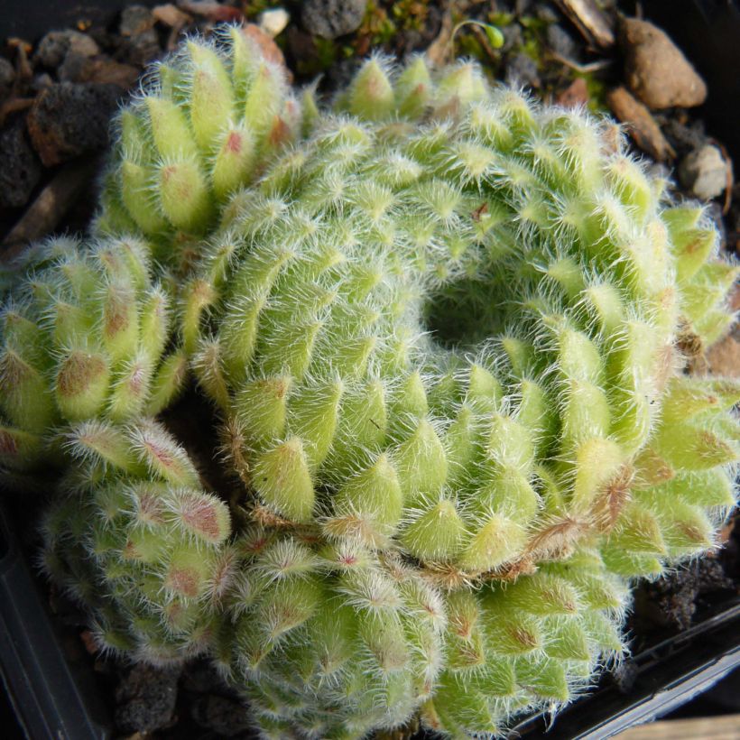 Sempervivum ciliosum var. borisii (Porte)