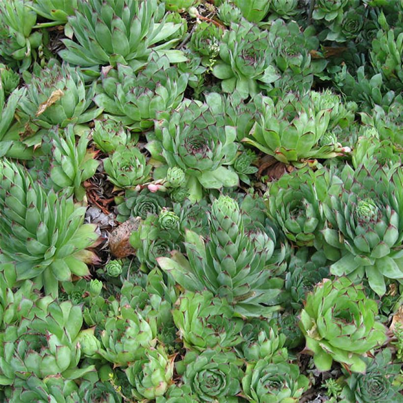 Sempervivum tectorum - Barba de Júpiter (Follaje)