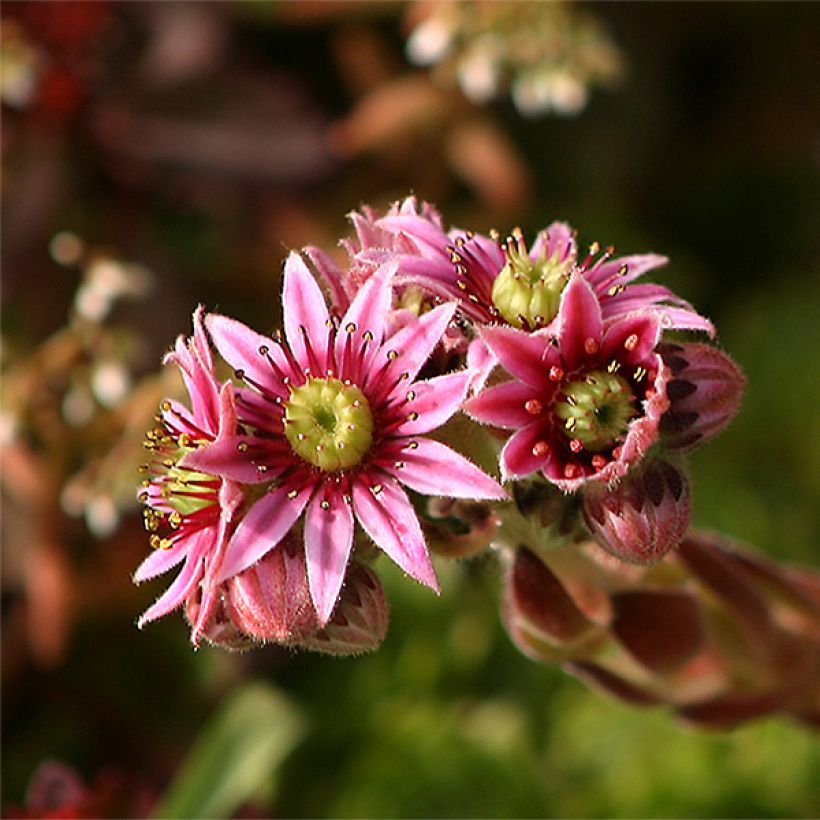 Sempervivum tectorum - Barba de Júpiter (Floración)