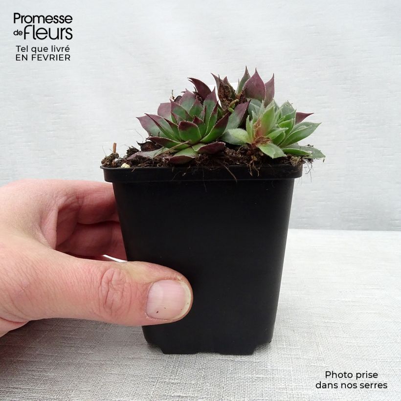 Sempervivum tectorum - Joubarbe des toits Godet de 9cm Ejemplar entregado en invierno