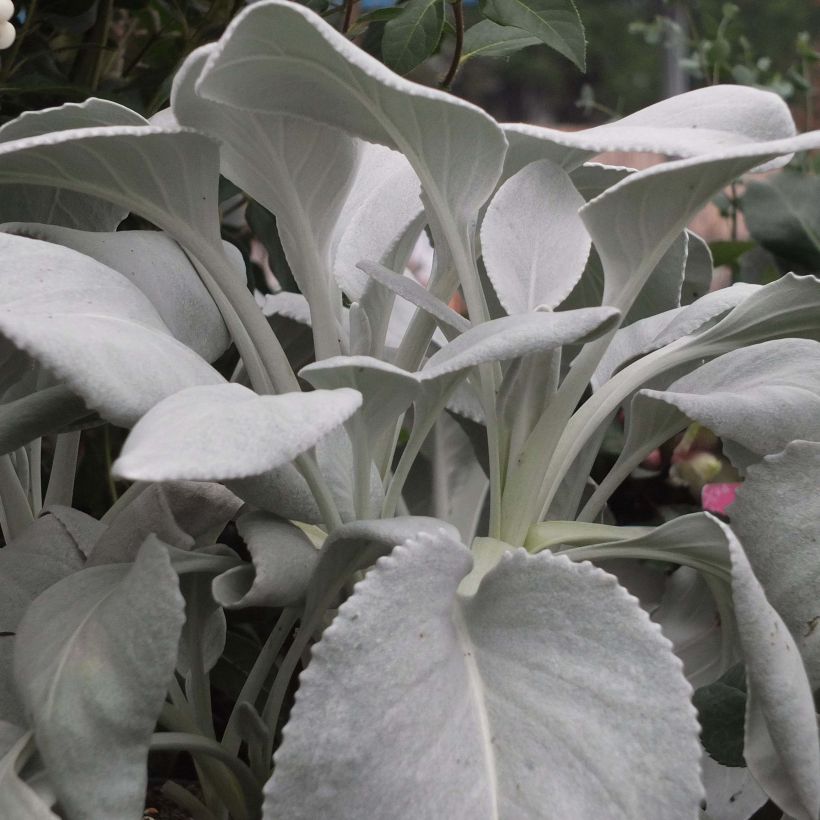 Senecio cineraria var. candicans Angel Wings - Cineraria gris (Porte)