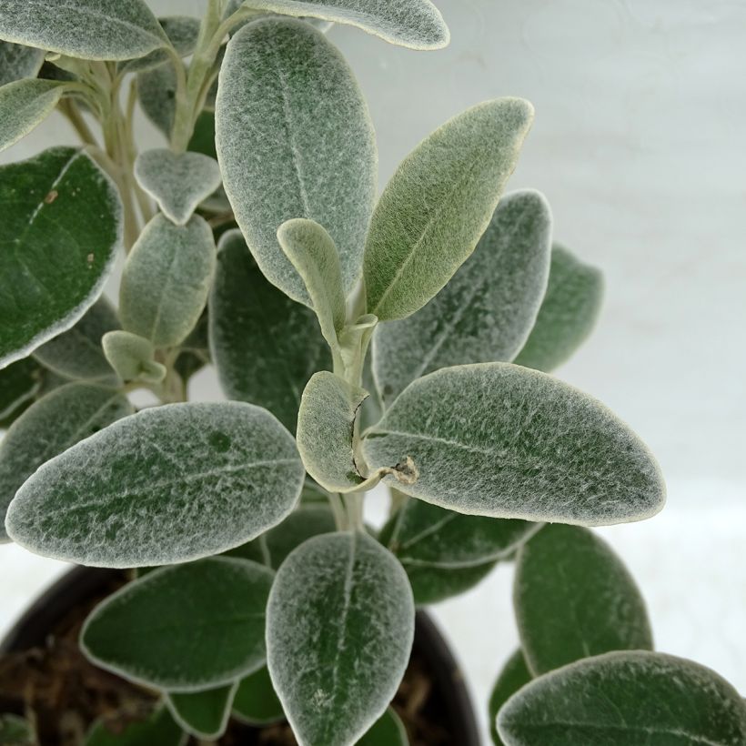 Senecio greyi Sunshine (Follaje)