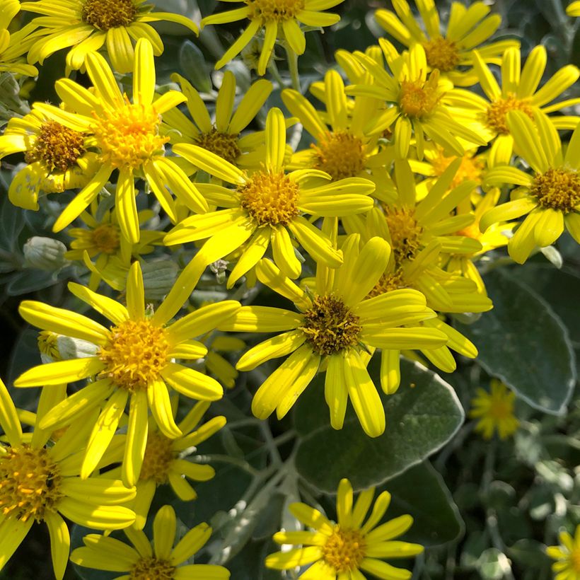 Senecio greyi Sunshine (Floración)