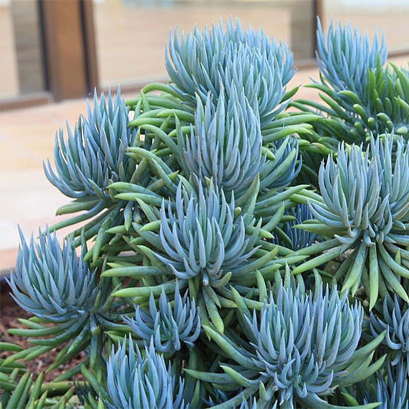 Senecio talinoides subsp. mandraliscae (Porte)