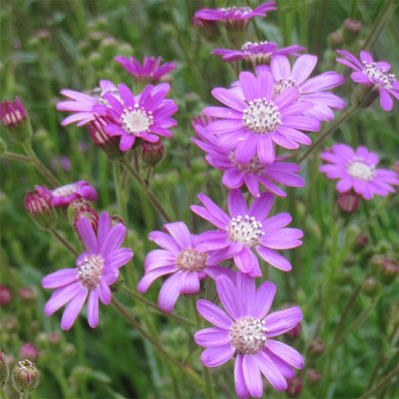 Senecio polyodon (Floración)