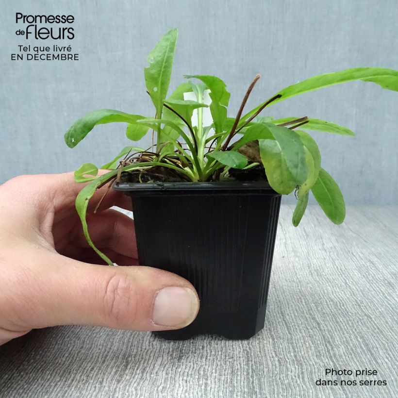 Senecio polyodon - Séneçon rose Godet de 9cm Ejemplar entregado en invierno